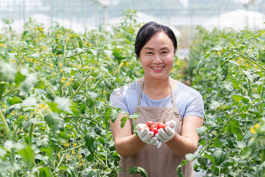 蔬菜西红柿大棚内农民摘菜图片