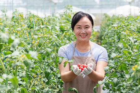 蔬菜西红柿大棚内农民摘菜图片