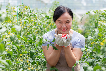蔬菜西红柿大棚内农民摘菜背景图片