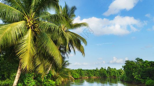 热带海岛椰风椰树图片