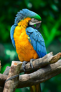 彩色鸟鹦鹉背景