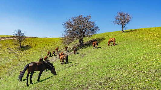 新疆霍尔果斯草原上的马群高清图片