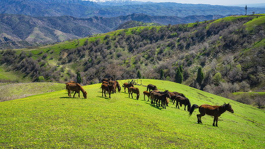 新疆霍尔果斯草原上的马群背景