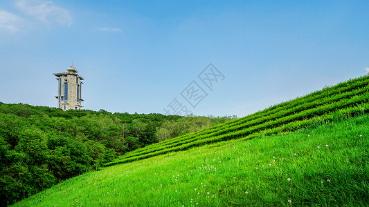 自然植被吉林长春净月潭森林公园背景