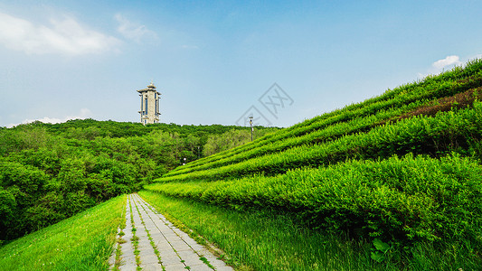 植被绿化吉林长春净月潭森林公园背景