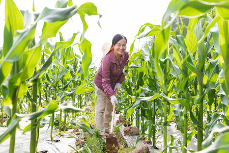 种地的女孩农民玉米地耕地背景