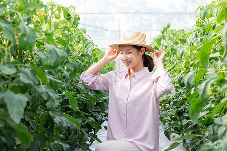 种地的女孩青年女性蔬菜大棚采摘西红柿背景