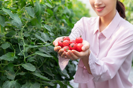 耕种的女孩青年女性蔬菜大棚采摘西红柿背景