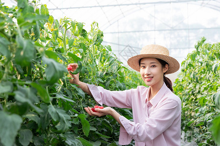 青年女性蔬菜大棚采摘西红柿图片