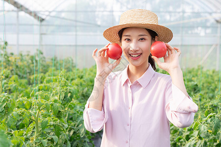 青年女性蔬菜大棚采摘西红柿高清图片