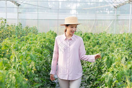 青年女性蔬菜大棚采摘西红柿图片