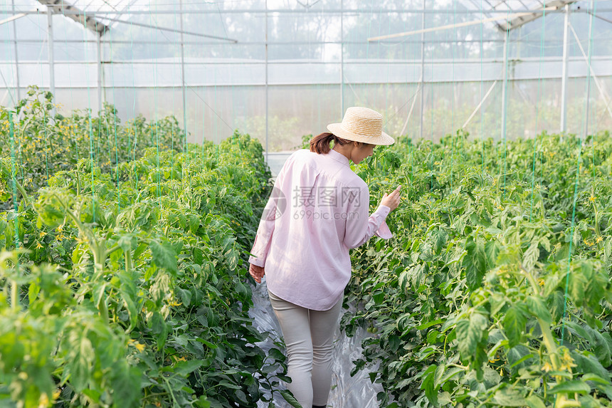 青年女性蔬菜大棚采摘西红柿图片