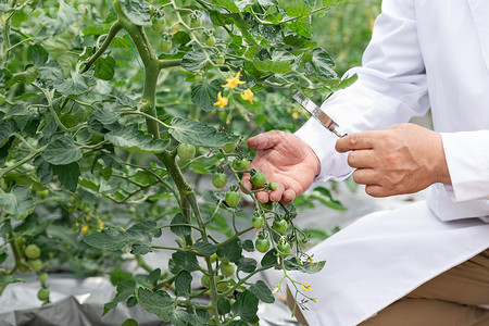智慧农业素材农业培养科学家研究植物背景