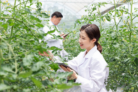 农业培养科学家研究植物图片