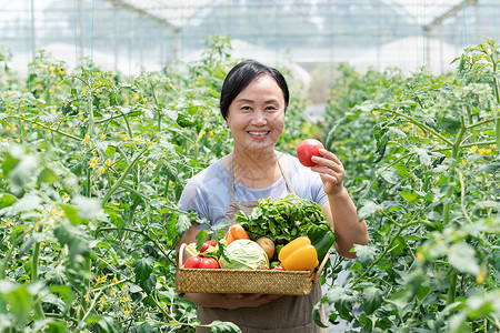 培养图片农民蔬菜大棚采摘蔬菜背景