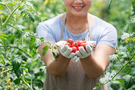 农民微笑农民蔬菜大棚采摘西红柿背景