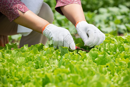农业人素材农民蔬菜大棚采摘蔬菜背景
