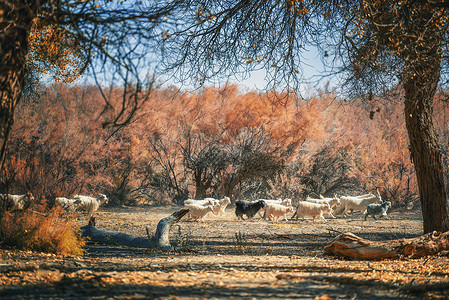 内蒙古胡杨林内蒙古额济纳旗胡杨林里的羊背景