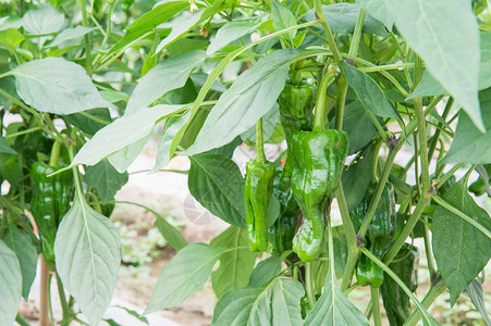 菜园辣椒绿色辣椒种植背景