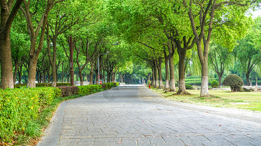 上海夏日林荫大道图片