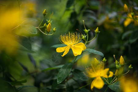 金丝桃花特写图片