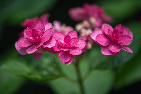 杨氏之子粉色绣球花背景