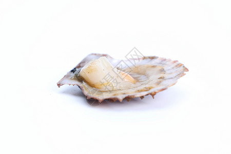精品海贝扇贝贝壳一半含扇贝肉白色有黄边高清图片