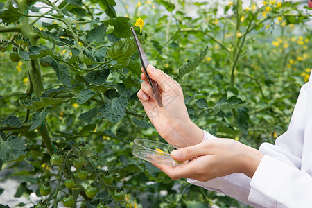 农业科研人员使用镊子观察植物图片