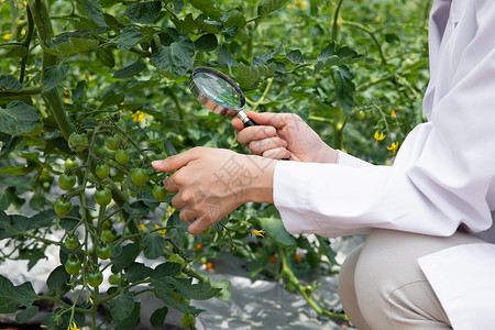 使用放大镜观察植物的农业科学家高清图片
