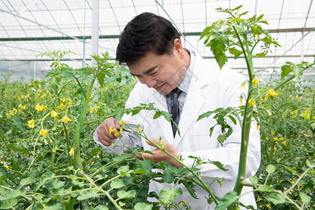 教授科研使用放大镜观察植物的科研人员背景