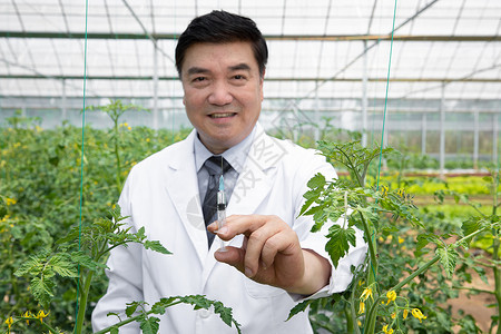 农业培育科学家给植物注射药剂图片