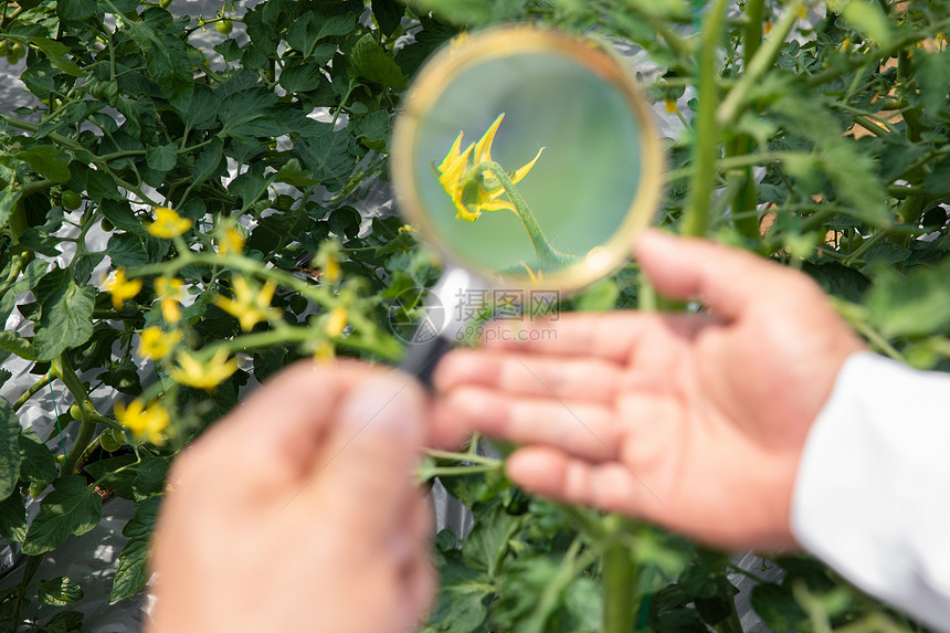 使用放大镜观察植物的农业科学家特写图片