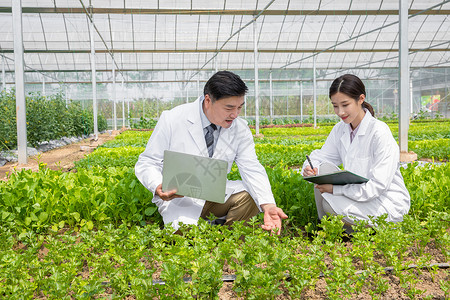 蔬菜大棚内科研探讨的农业培育科学家图片