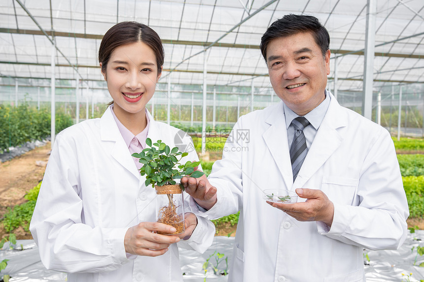 大棚内手捧植物幼苗的农业培育科学家图片