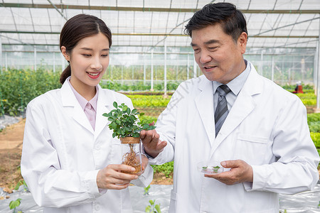 手捧幼苗大棚内手捧植物幼苗的农业培育科学家背景