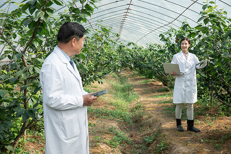 大棚内观察记录的农业培育科学家图片