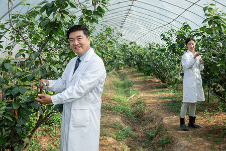 农业培育科学家做科学研究在大棚内做科学研究的农业培育科学家背景