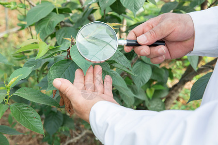 使用放大镜观察植物的农业科学家特写高清图片