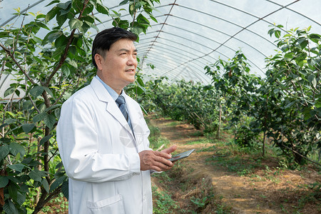 大棚内观察做记录的农业培育科学家背景图片