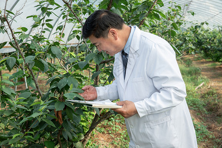 智慧果园大棚内观察做记录的农业培育科学家背景