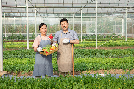 蔬菜大棚内手捧水果的农民夫妇高清图片