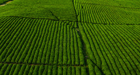 贵州白茶之乡航拍全景贵州白茶茶园背景