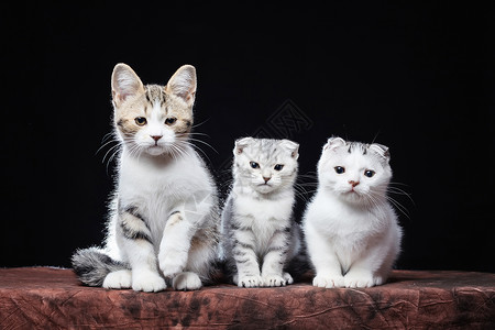 折耳猫猫科动物小猫高清图片