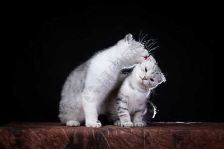 银白折耳两只折耳猫宠物舔毛背景