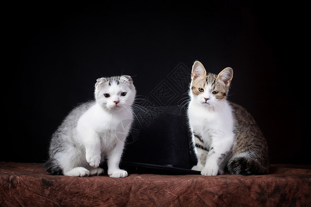 两只小猫咪图片