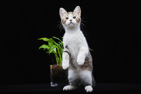 站立的猫咪美短三花站立背景