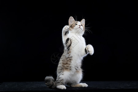 站立的猫咪美短三花小猫站立背景