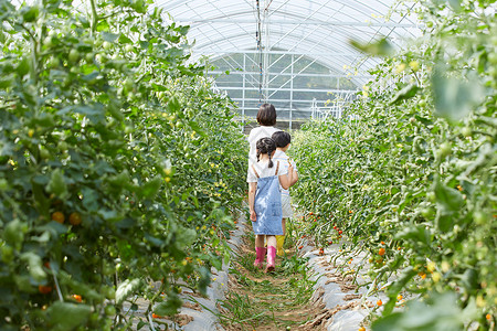 女孩子背影一家人菜园采摘蔬菜背影背景