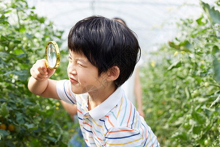 认真研究小男孩用放大镜观察蔬菜背景