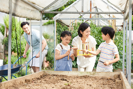 一家四口在菜园研究种子高清图片